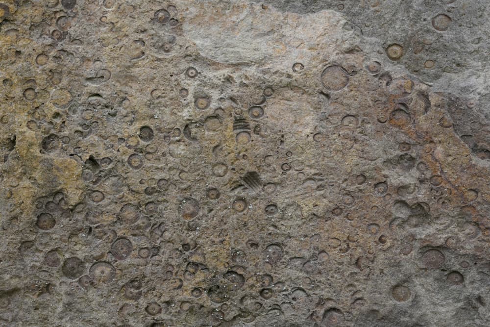 Geological Fossil Patterns by Bilge Paksoylu — canvas wall art