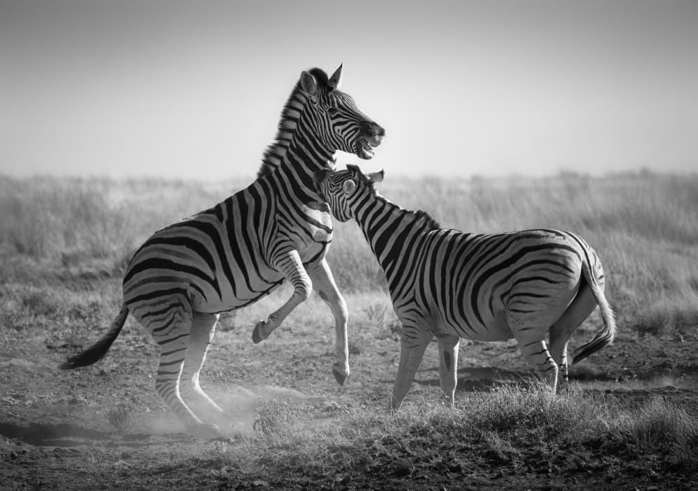 Wild Zebras Playing by Yun Gong — canvas wall art