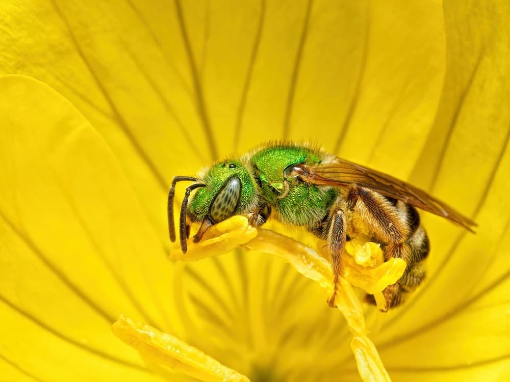 Vibrant Green Bee by Lucie Gagnon — canvas wall art