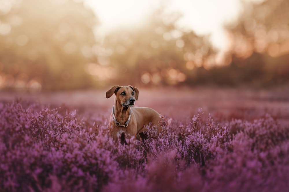 Golden Dog in Heather by Ve Shandor — canvas wall art