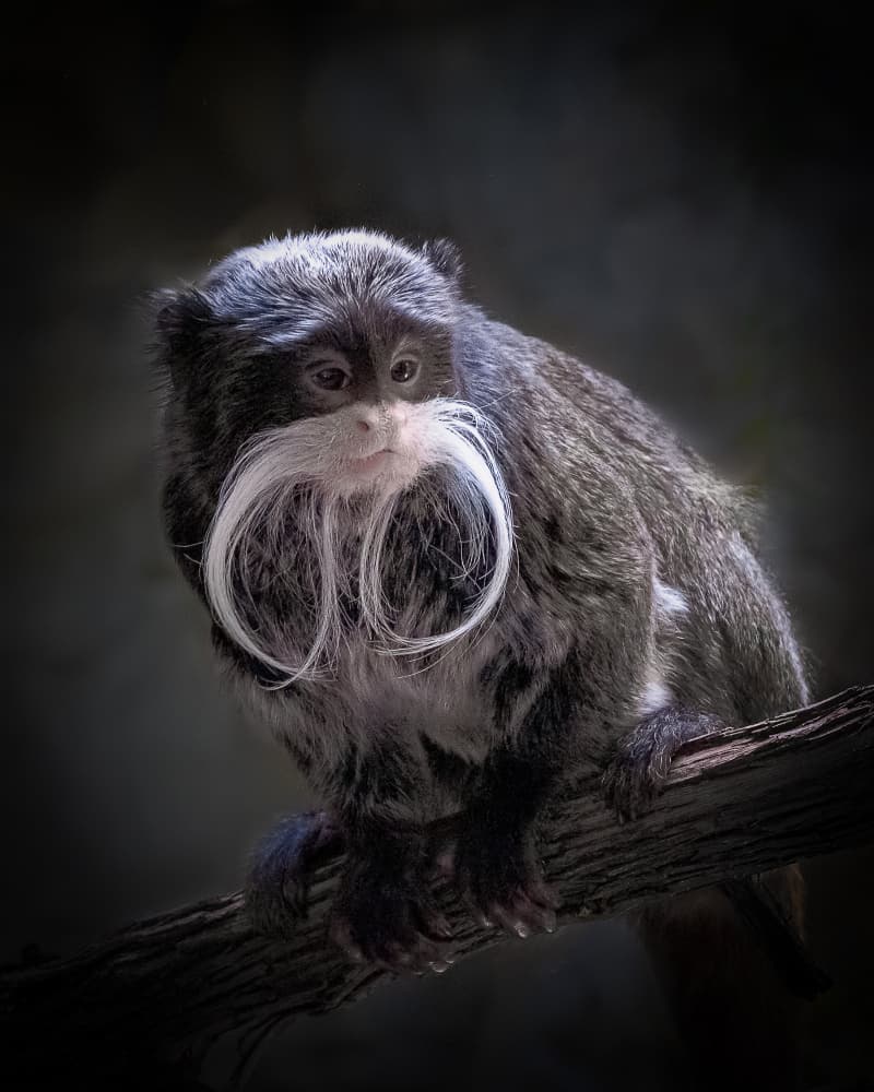 Emperor Tamarin Portrait by Bill Mugg — canvas wall art