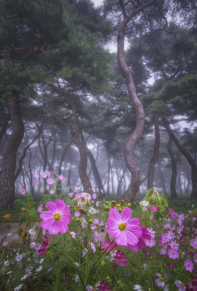Misty Cosmos Forest by Tiger Seo — canvas wall art
