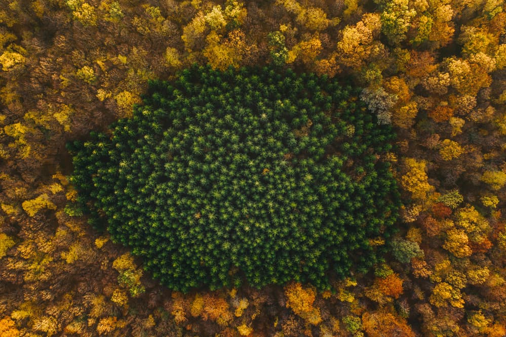 Vibrant Autumn Forest by Angyalosi Beáta — canvas wall art