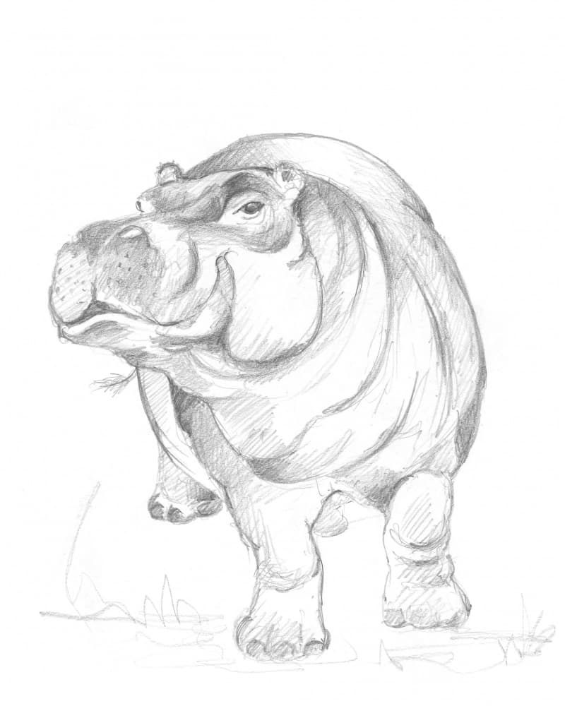 Hippopotamus 01 by Isabelle Brent — canvas wall art