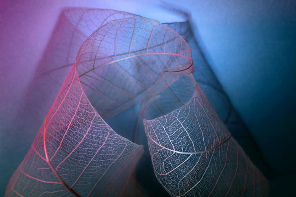 Ethereal Leaf Curves by Shihya Kowatari — canvas wall art