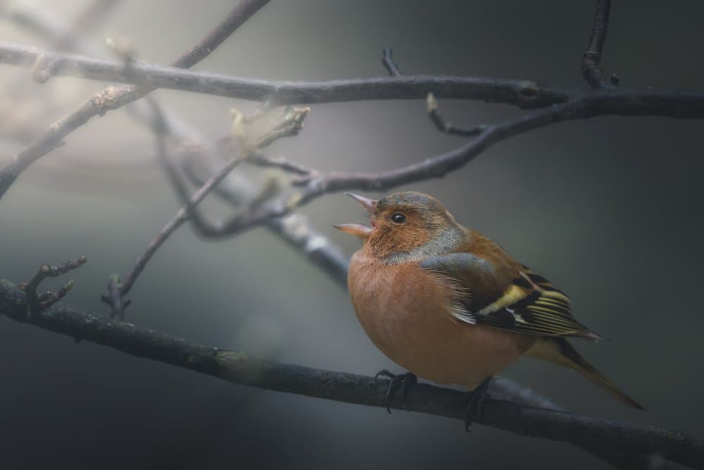 Singing Finch on Branch by Thomas de Franzoni — canvas wall art