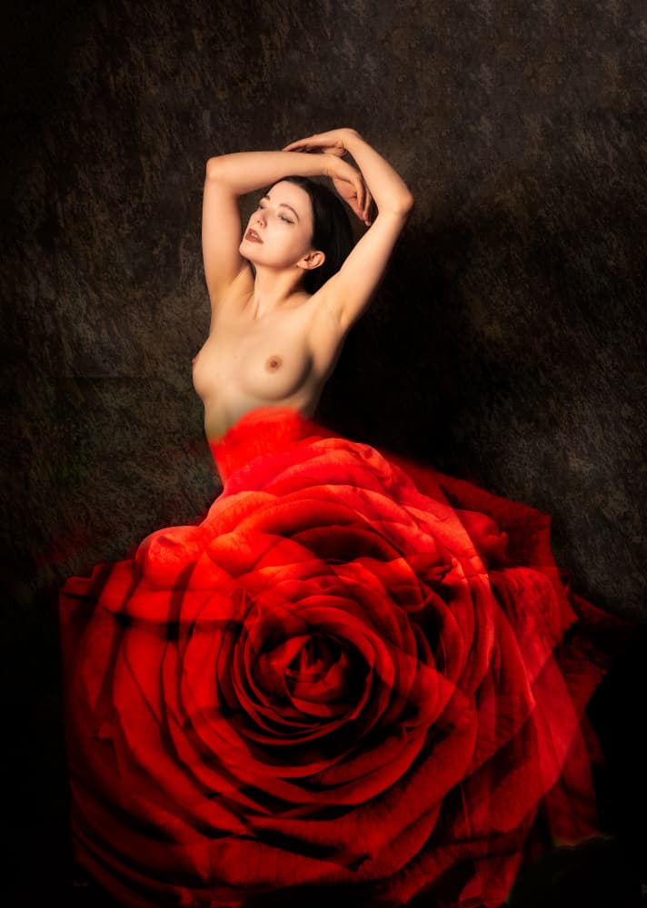 An English Rose by Colin Dixon — canvas wall art