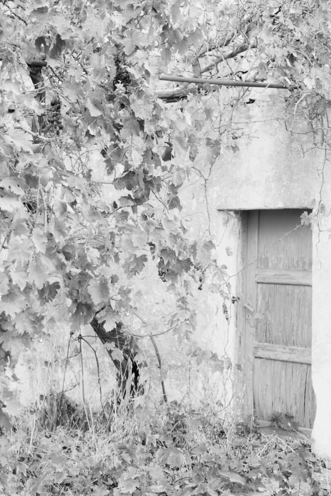 Vine Covered Door by Courtney Crane — canvas wall art