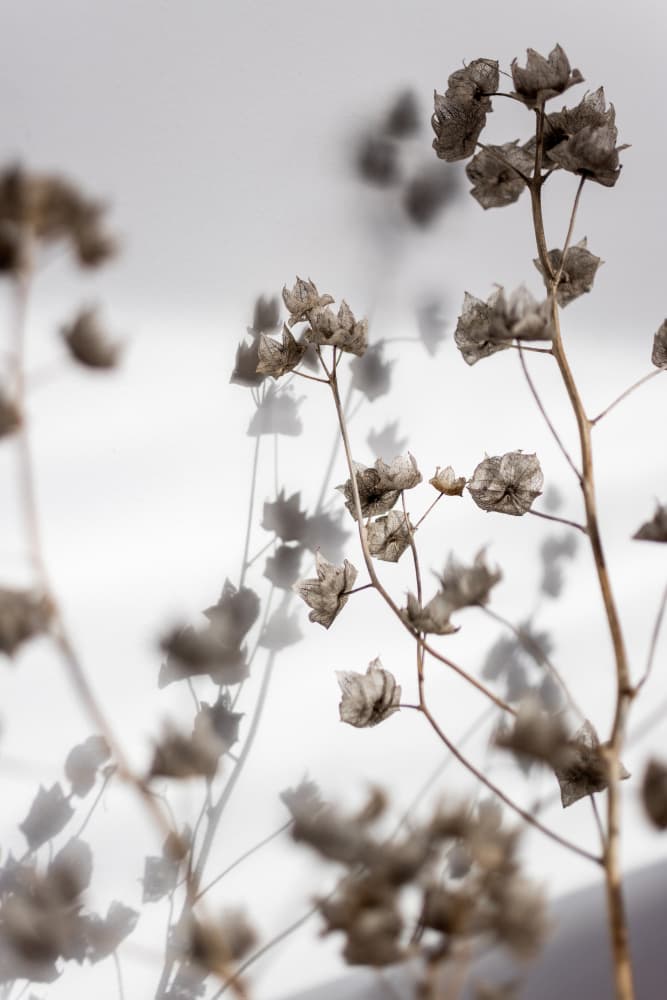 Untitled by Mareike Böhmer — canvas wall art