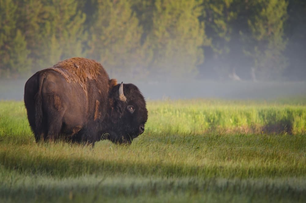 Misty Morning Bison