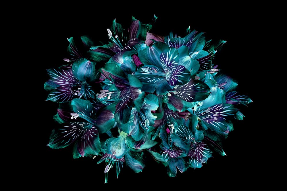 Midnight Teal Flowers by Jacky Parker — canvas wall art