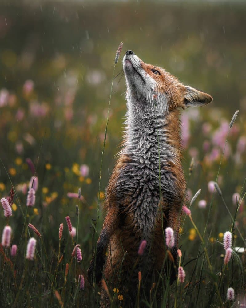Curious Fox In Rain by Michaela Firešová — canvas wall art