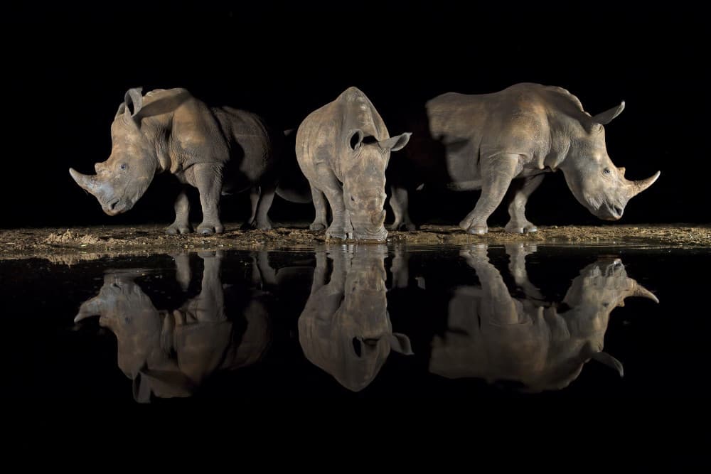 Majestic Rhinos Night by Marco Pozzi — canvas wall art