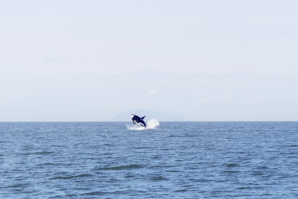 Breaching Whale Ocean Jump by Lynann Colligan — canvas wall art