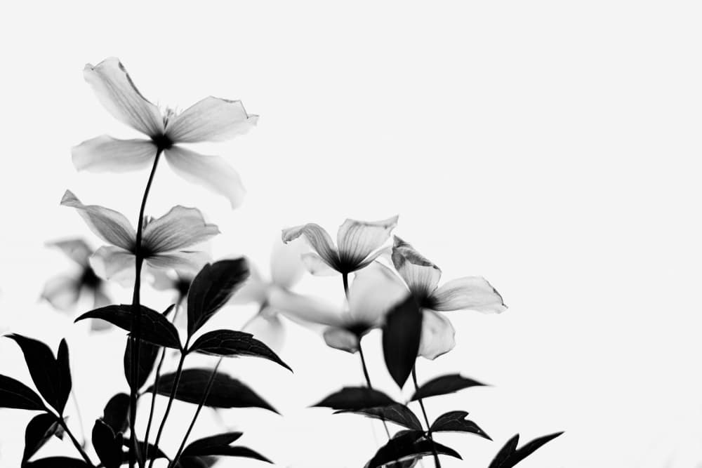 Delicate Monochrome Flowers by Dahlia Ambrose — canvas wall art