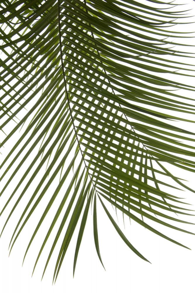 Lush Green Palm Leaf by amini54 — canvas wall art