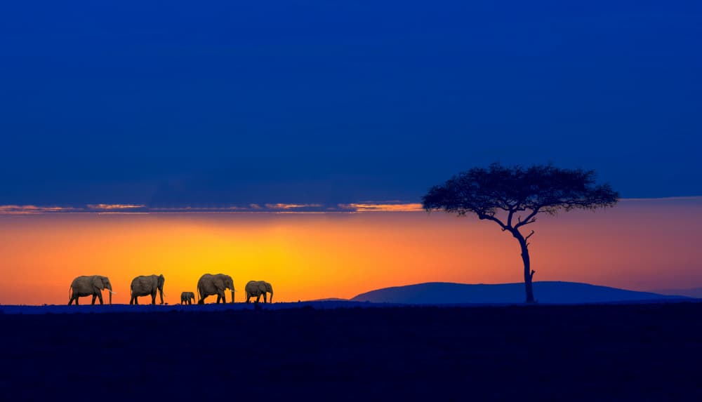 African Sunset Elephants by Jiahong Zeng — canvas wall art