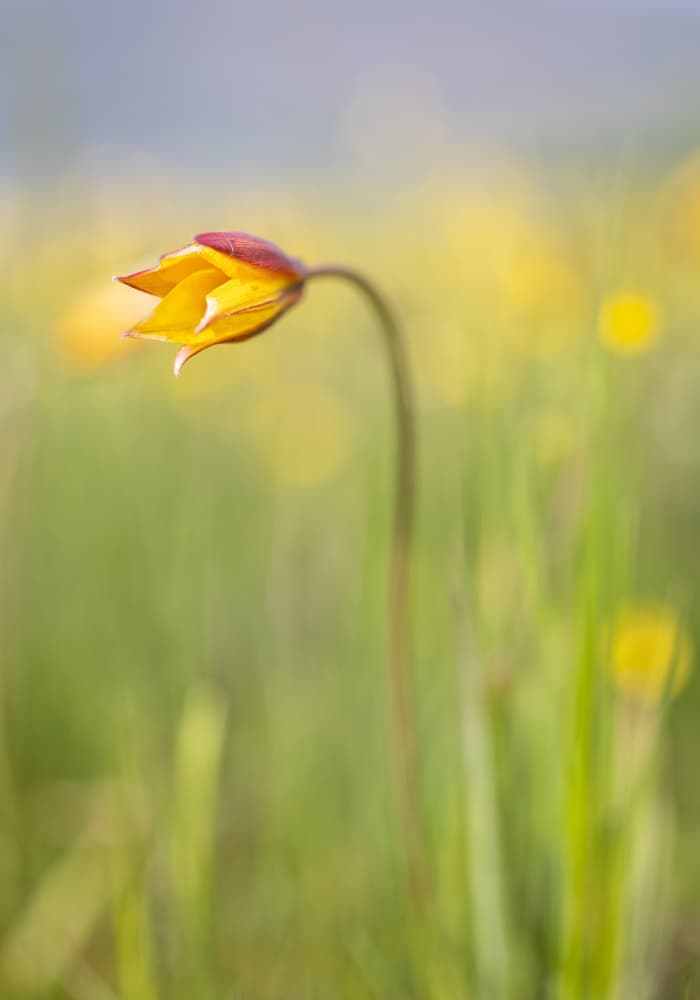 Yellow Meadow Flower by Sergio Barboni — canvas wall art