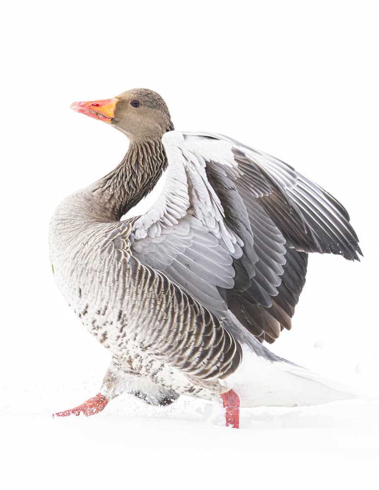 Winter Goose Wings Spread by The Jar - Geir Jartveit — canvas wall art