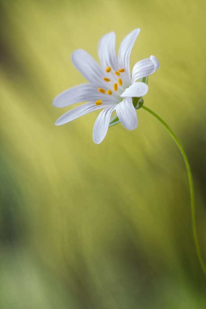 Stitchwort by Mandy Disher — canvas wall art