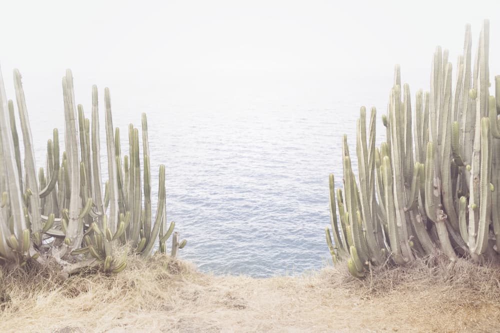 Ocean Cactus by Kathrin Pienaar — canvas wall art