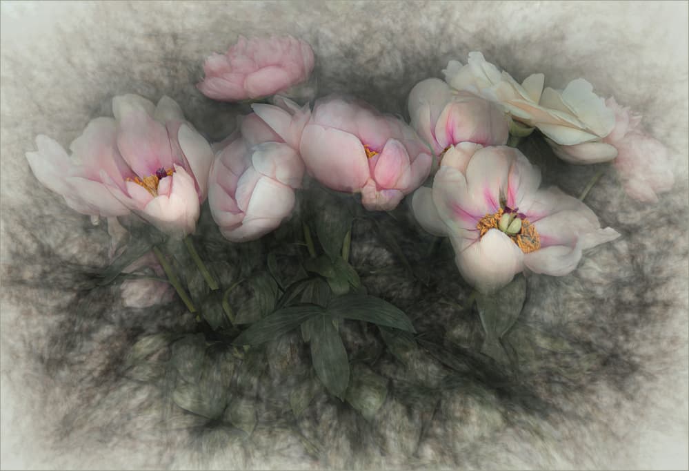 Soft Pink Peonies by Gilbert Claes — canvas wall art
