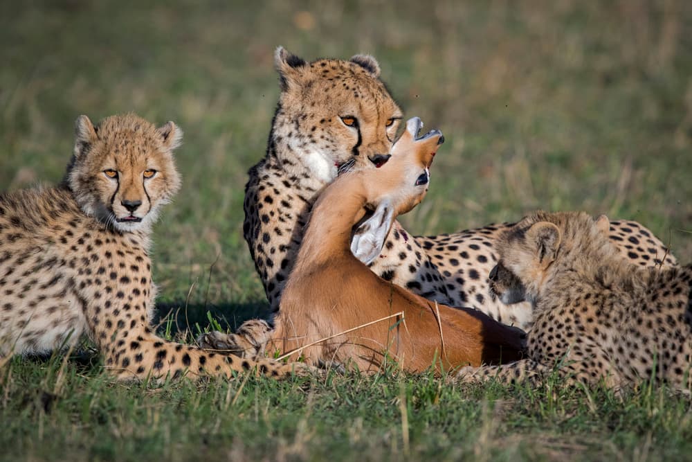 Cheetah Family with Prey by Roshkumar — canvas wall art