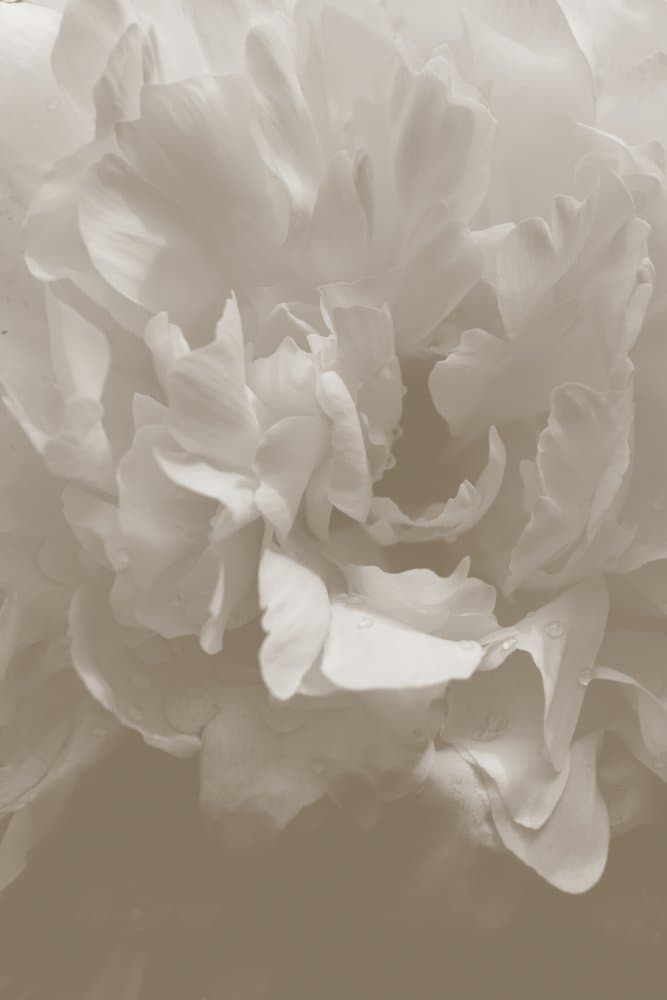 Soft White Peony by Pictufy Studio III — canvas wall art