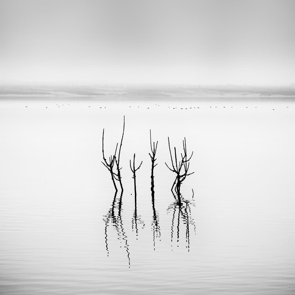 Bare Trees Still Water by George Digalakis — canvas wall art