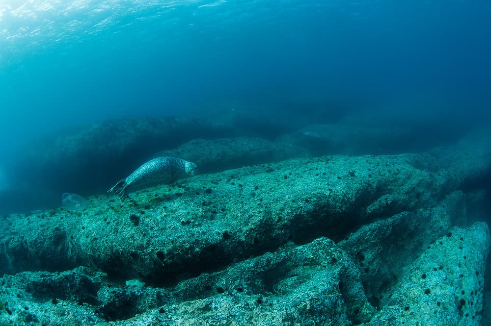 Underwater Seal Swim by Andrey Narchuk — canvas wall art
