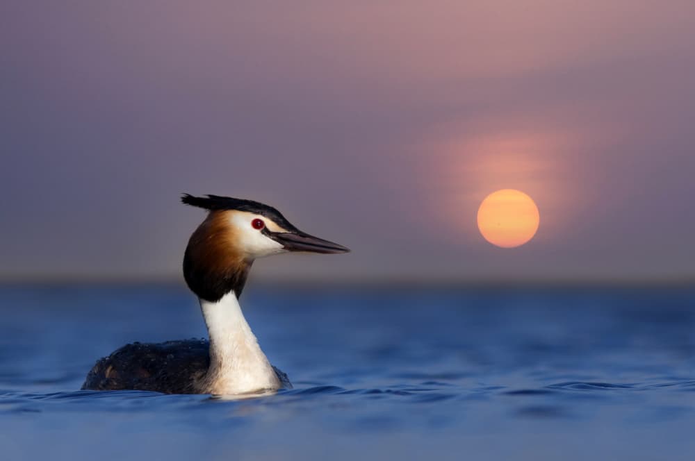 Serene Grebe Sunset by אייל בר אור • Eyal Bar Or — canvas wall art