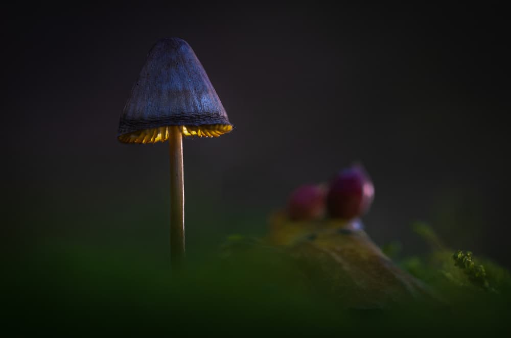 Glowing Forest Mushroom by Sergio Barboni — canvas wall art