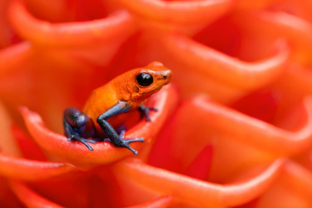 Orange Dart Frog by Milan Zygmunt — canvas wall art