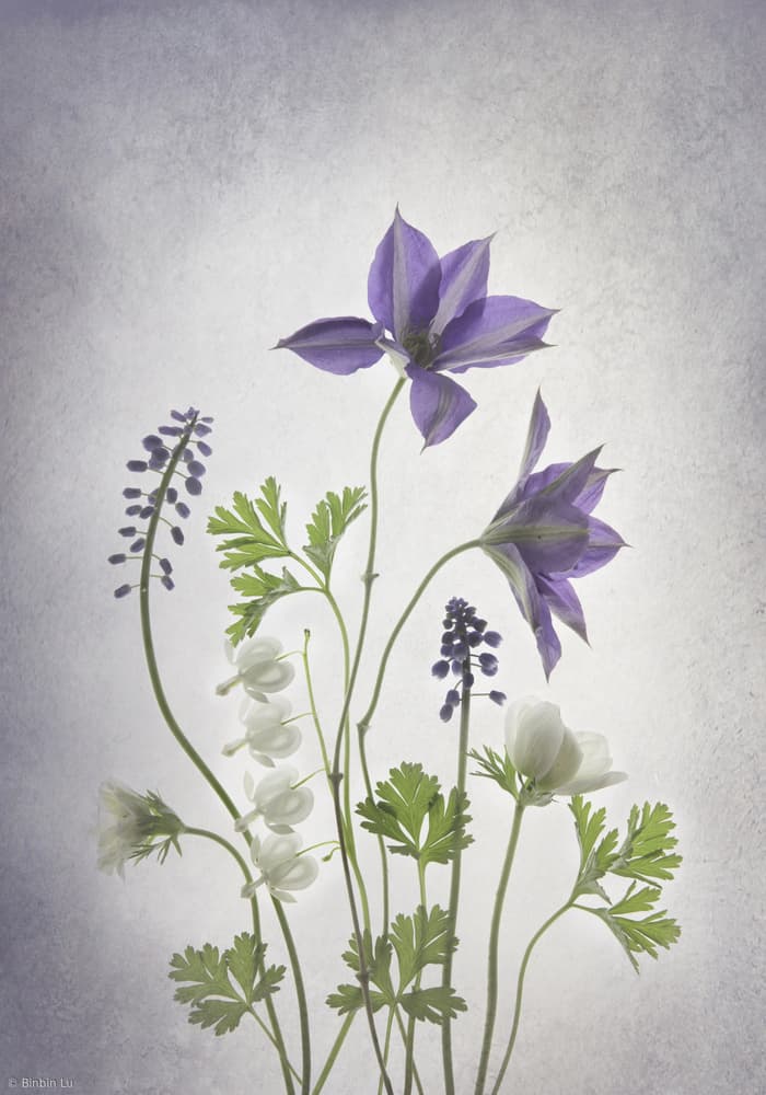 Delicate Spring Blooms by Binbin L. — canvas wall art