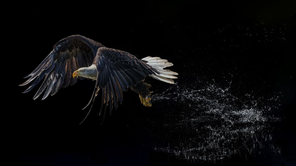 Bald Eagle Water Splash by Qing Zhao — canvas wall art