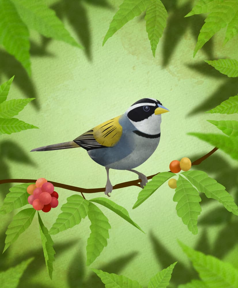Bird on Berry Branch by Franco Caballero — canvas wall art