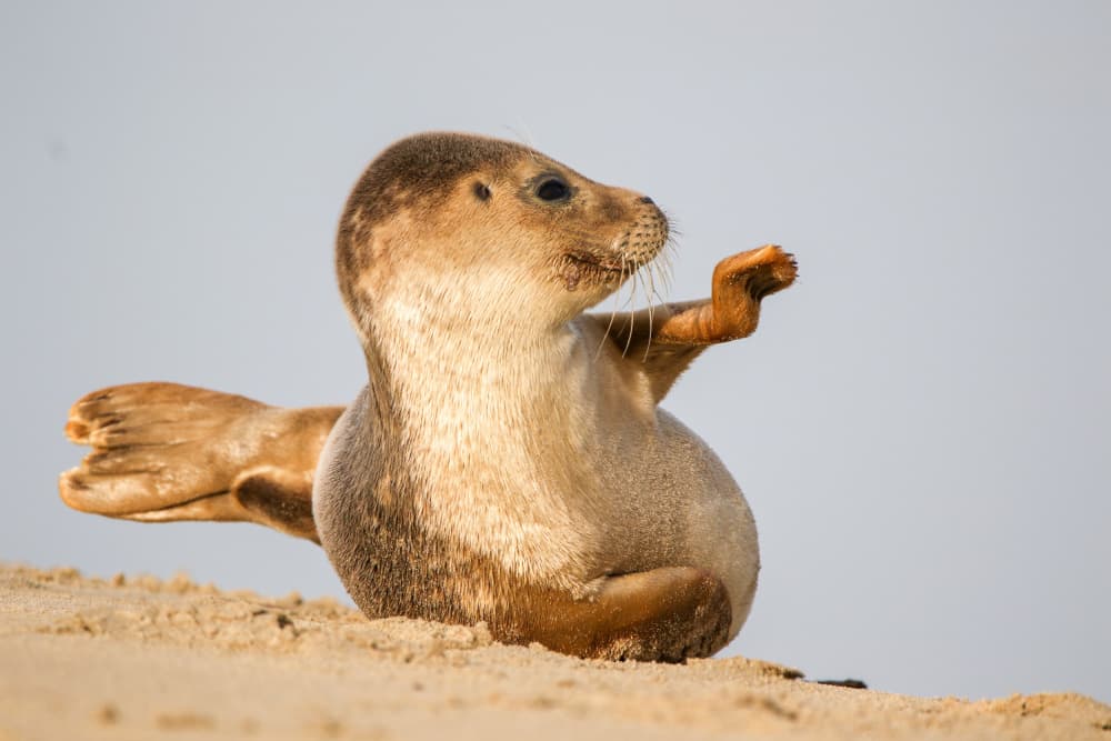 Relaxed Seal Pup by Anne Ponsen — canvas wall art