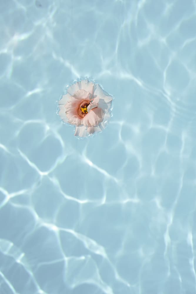 Serene Water Bloom by Henrike Schenk — canvas wall art