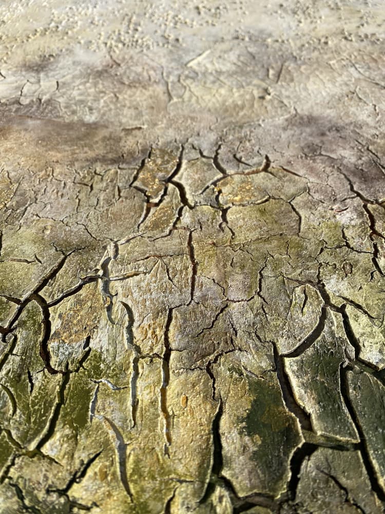 Weathered Bark Pattern by Gabriela Aleksandra Szuba — canvas wall art