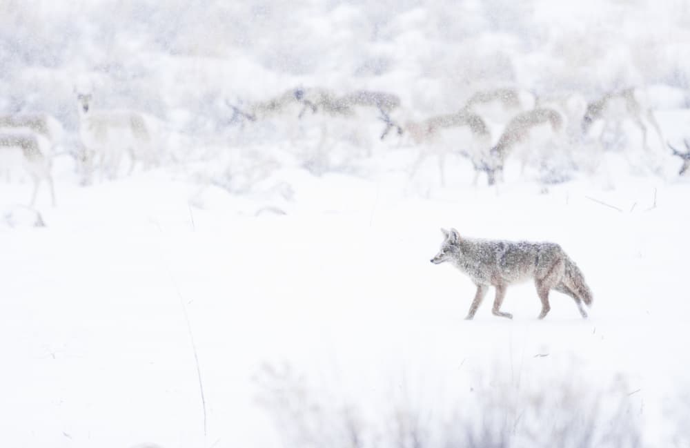 Coyote in Winter Snow by Amy Marques — canvas wall art