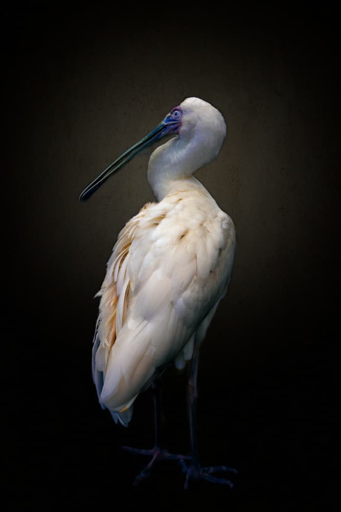 Elegant Spoonbill Portrait by Alex Zhao — canvas wall art