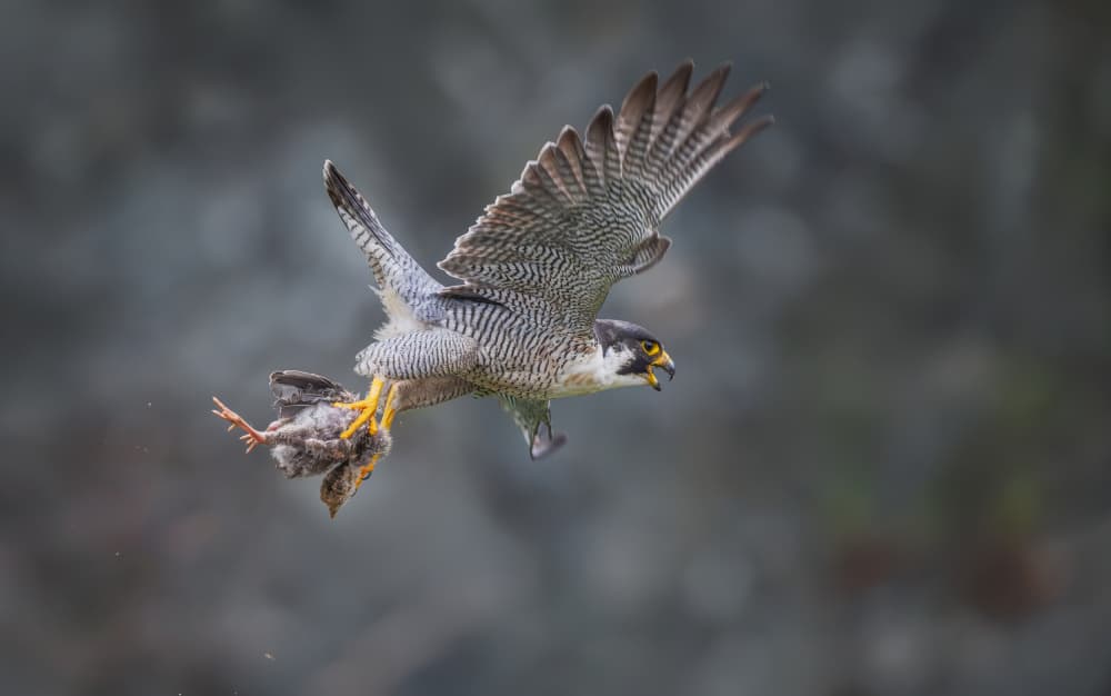 Peregrine Falcon Hunt by Xiaobing Tian — canvas wall art