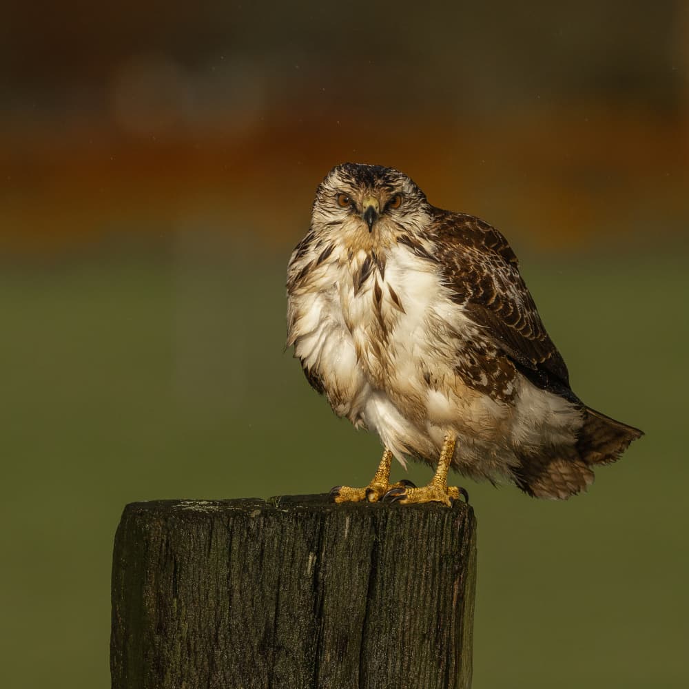 Vigilant Wet Buzzard by Annie Keizer — canvas wall art