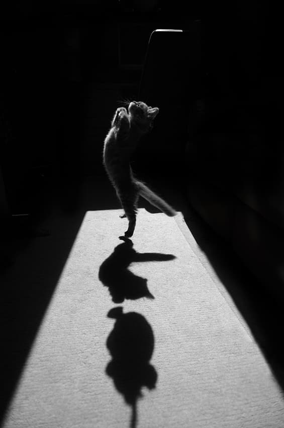 Playful Kitten Shadow by Jure Kravanja — canvas wall art