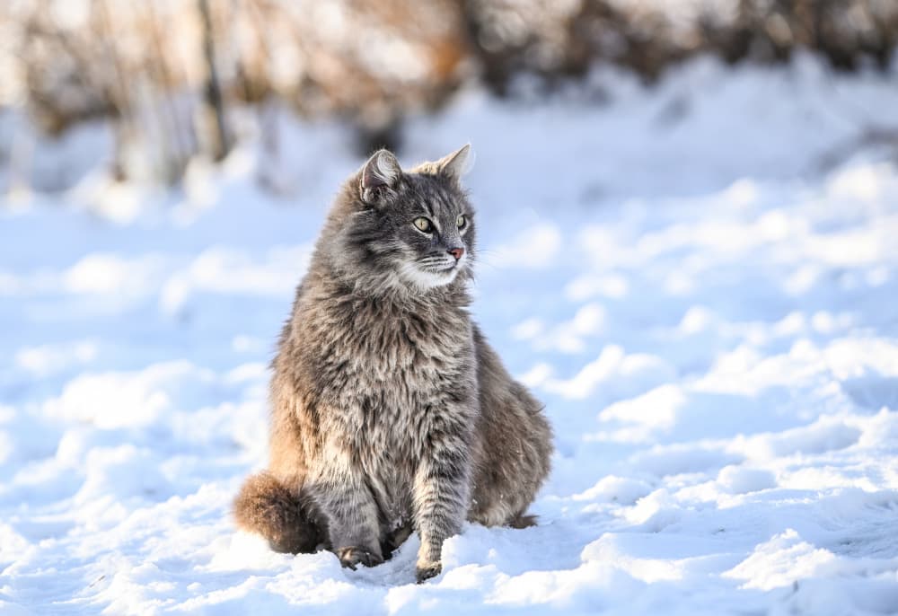 Fluffy Cat In Snow by Oana Vasileniuc — canvas wall art