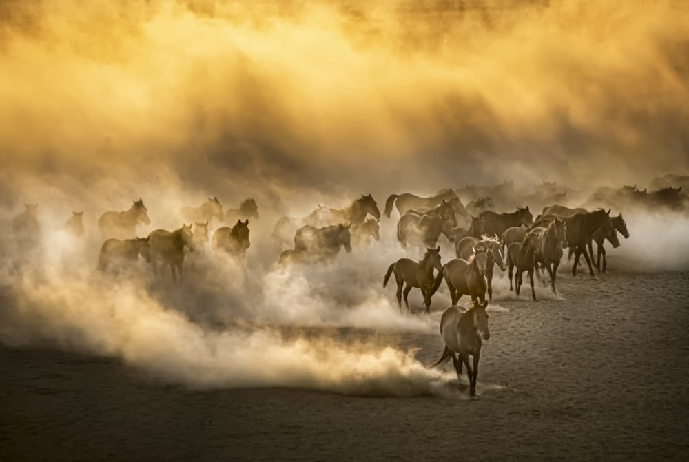 Wild Horses Golden Dust by Ali Can — canvas wall art