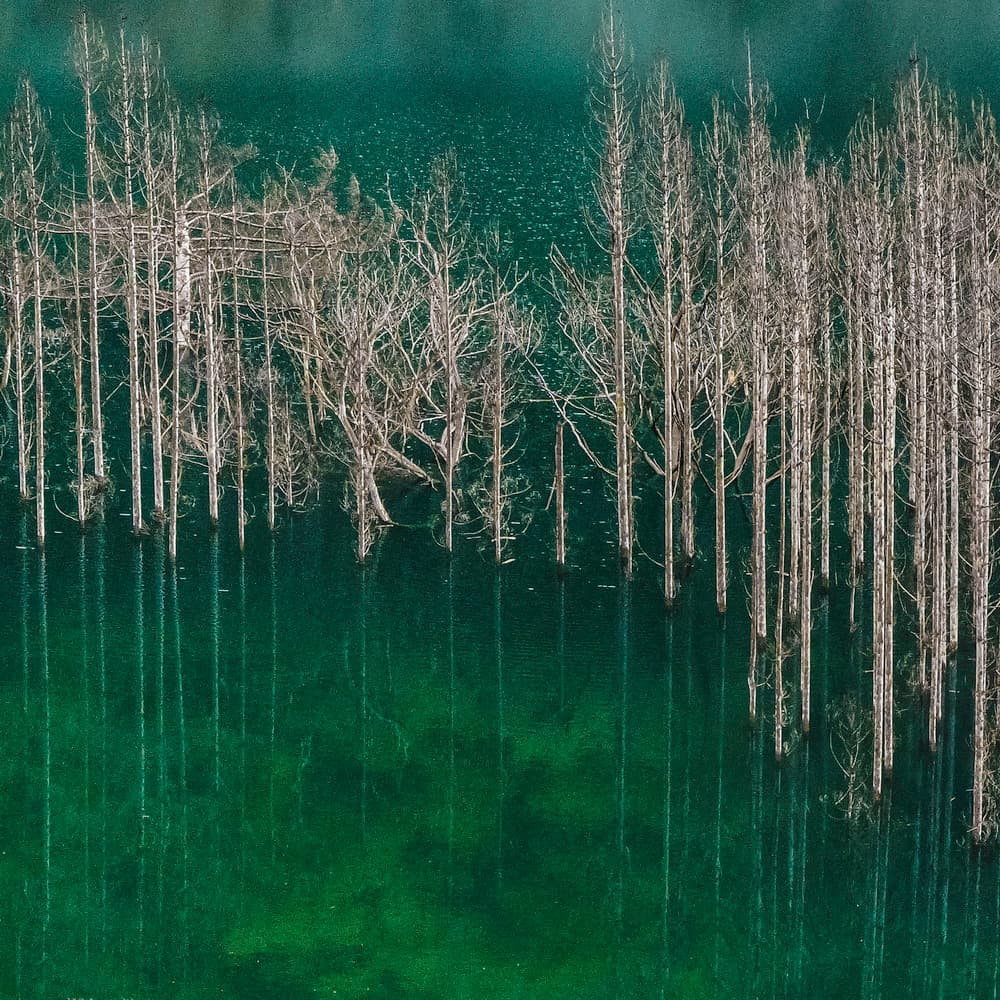 Silent Sunken Forest by Eunice Kim — canvas wall art