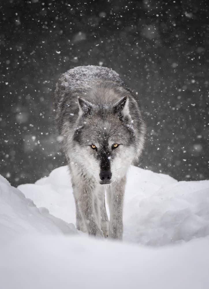 Gray Wolf In Snow by Vicki Lai — canvas wall art