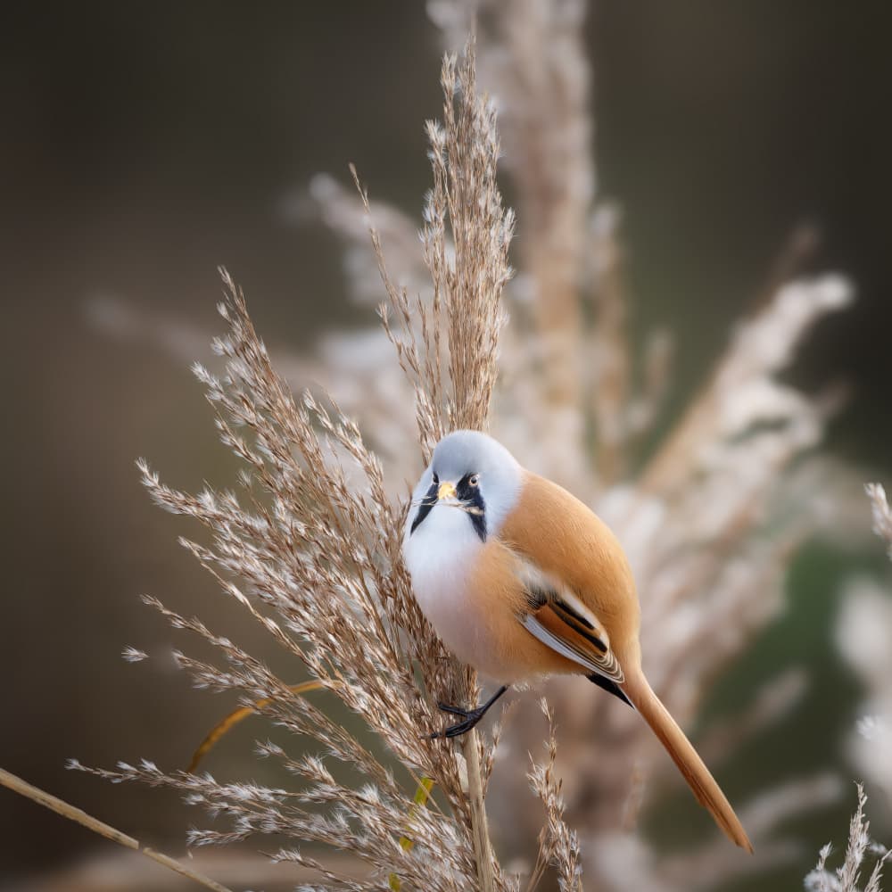 Curious Reed Bird by Cristian Vasile — canvas wall art
