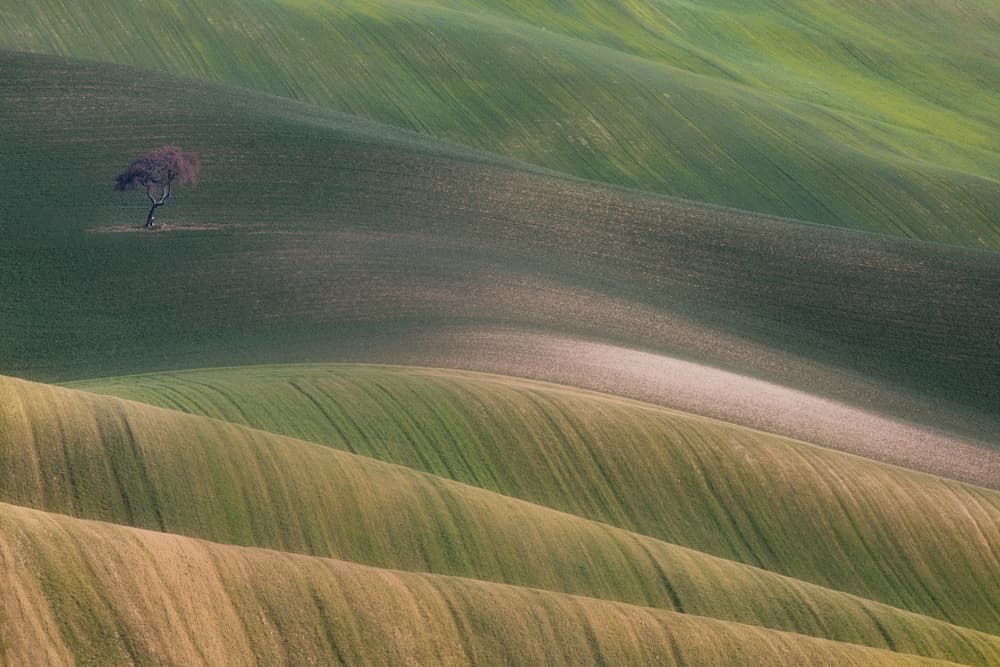 Lone Tree Rolling Fields by Dorian Gray — canvas wall art